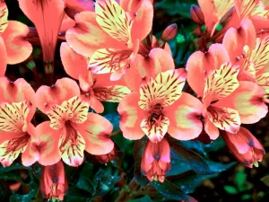 Alstroemeria 'Indian Summer'