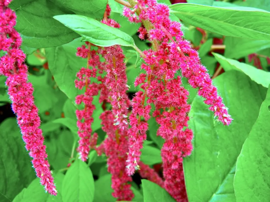 Amaranthaceae Amaranthus caudatus