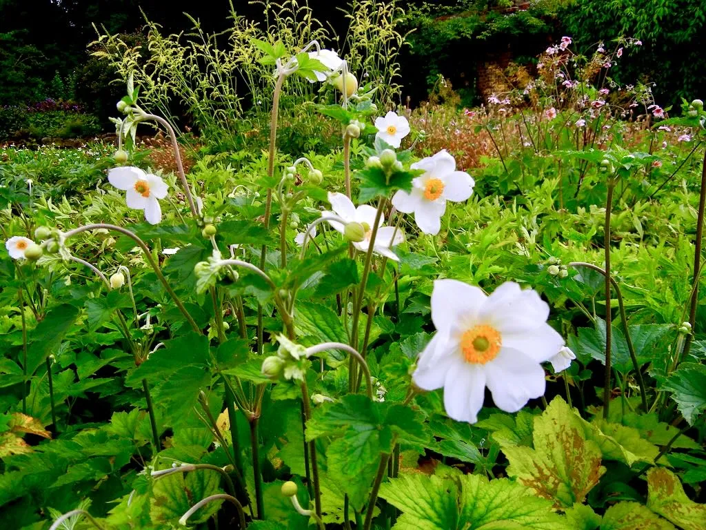 Anemone Honorine Jobert-1 - Online Flower Garden Anemone'Honorine Jobert'