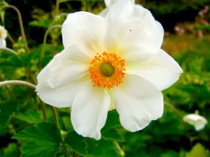 Anemone 'Honorine Jobert'