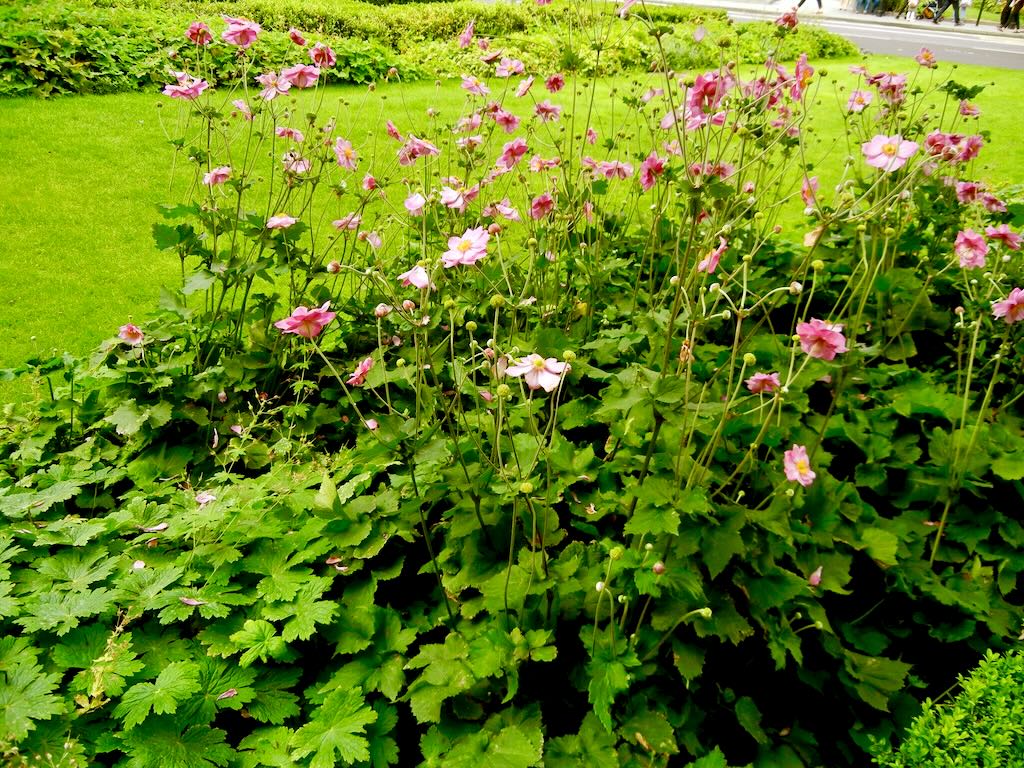 Anemone'Rosenschale'