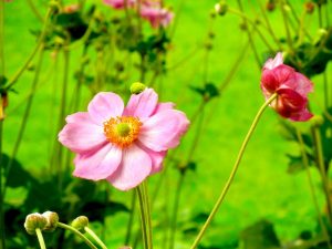 Anemone 'Rosenschale'