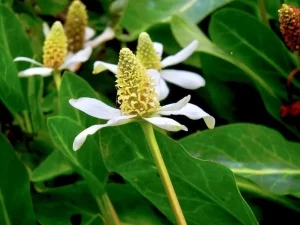 Anemopsis californica