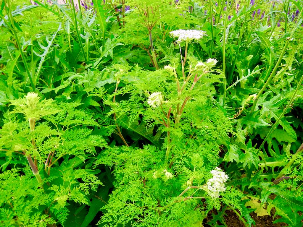 Apiaceae Angelica archangelica