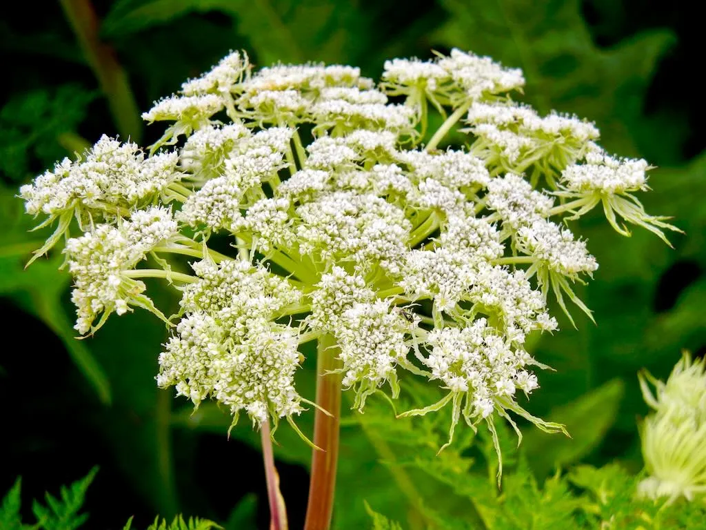 Angelica archangelica