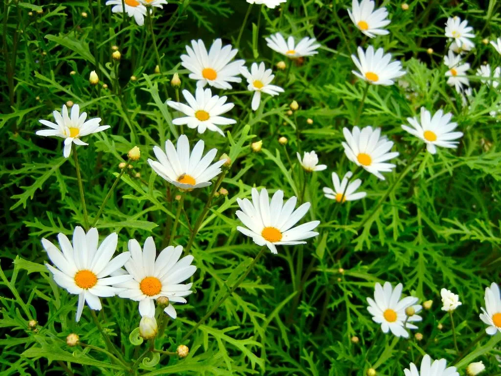 Argyranthemum frutescens subsp. canariae