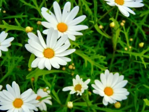 Argyranthemum frutescens subsp. canariae