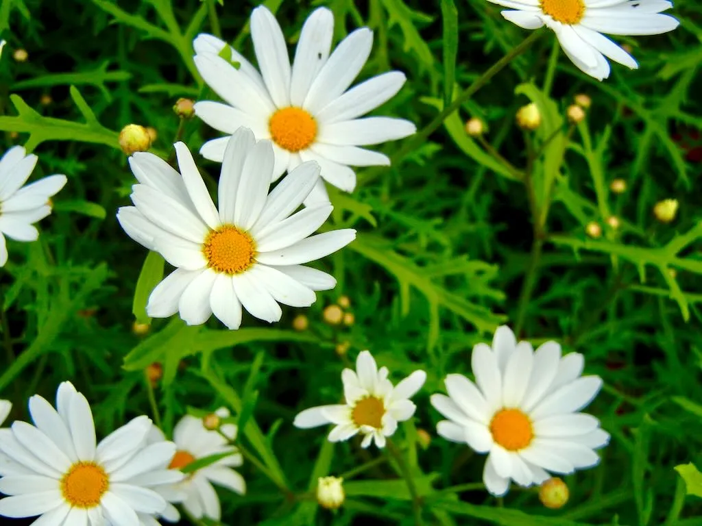 Argyranthemum frutescens subsp. canariae