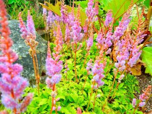 Astilbe chinensis 'Pumila'