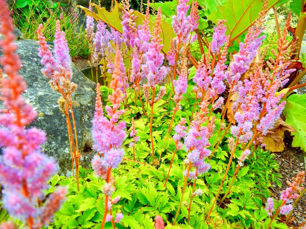 Astilbe chinensis Pumila - Online Flower Garden Astilbe chinensis 'Pumila'