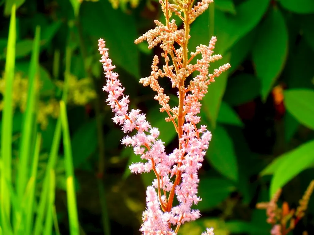 Astilbe chinensis