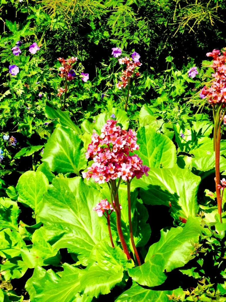 Bergenia cordifolia 'Abendglut'