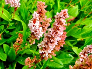 Bistorta affinis