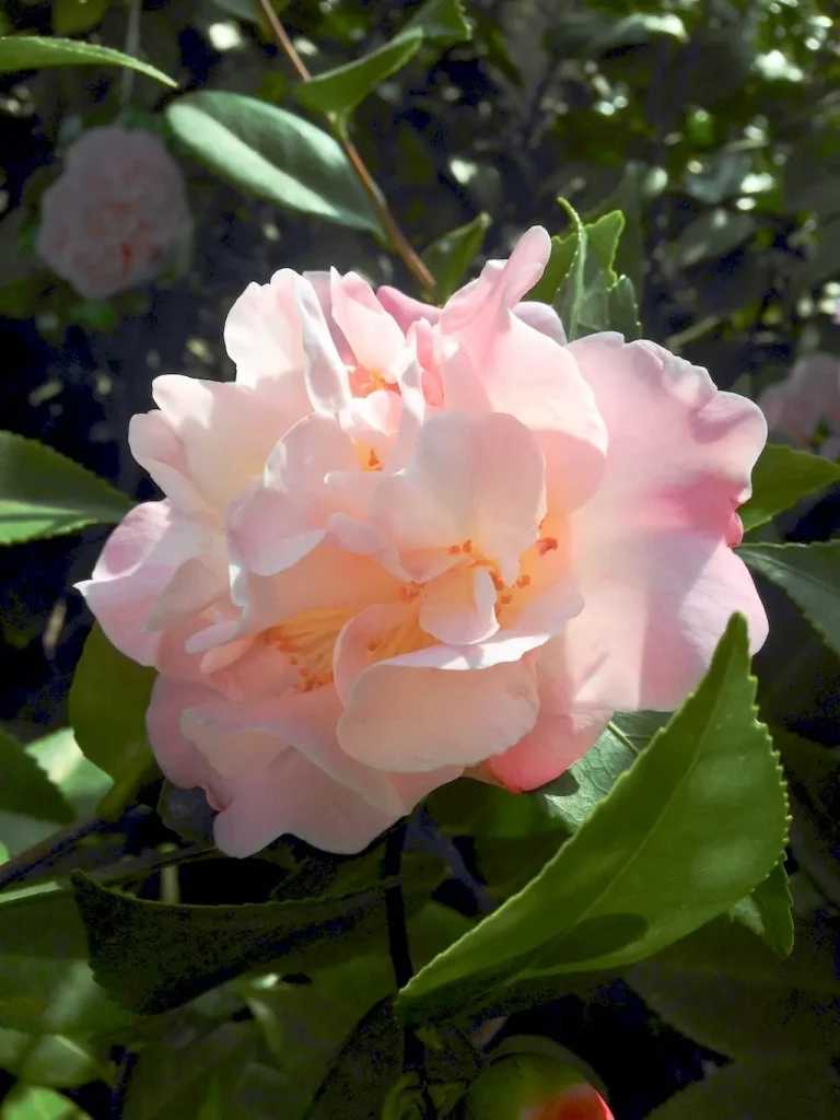 Camellia'High Fragrance'