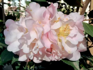 Camellia 'High Fragrance'