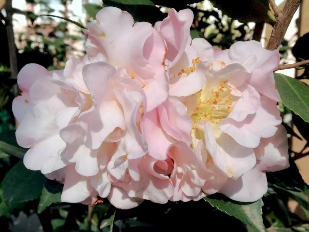 Camellia High Fragrance - Online Flower Garden Theaceae Camellia'High Fragrance'
