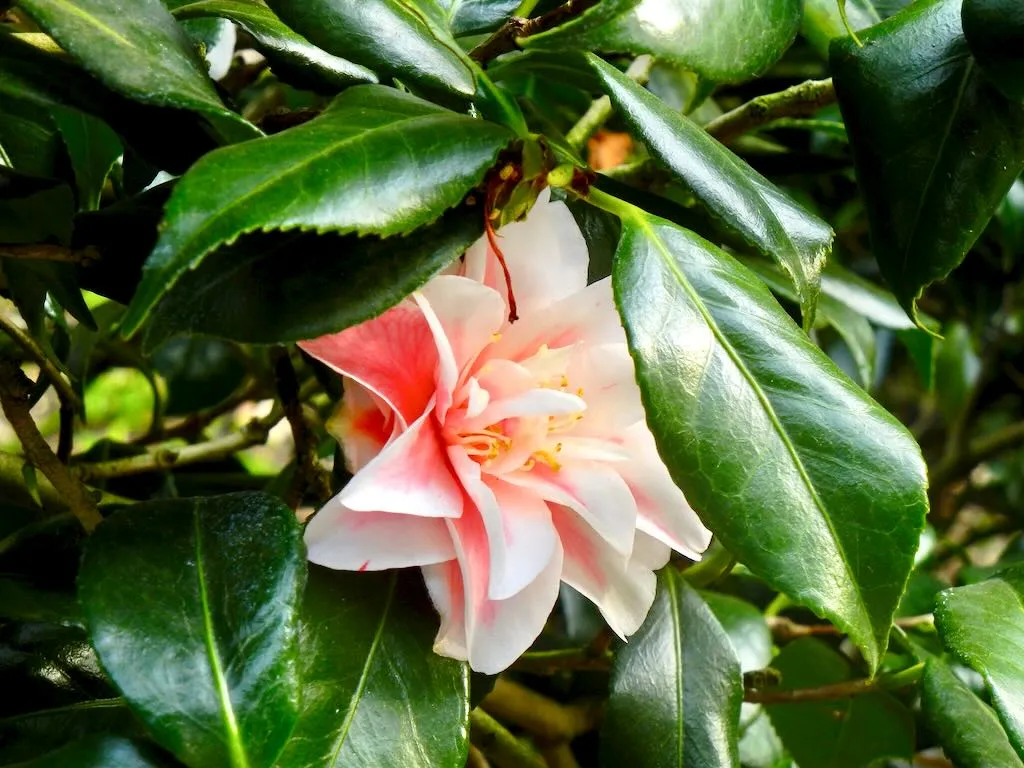 Camellia at Springtime Hyde Park, London UK
