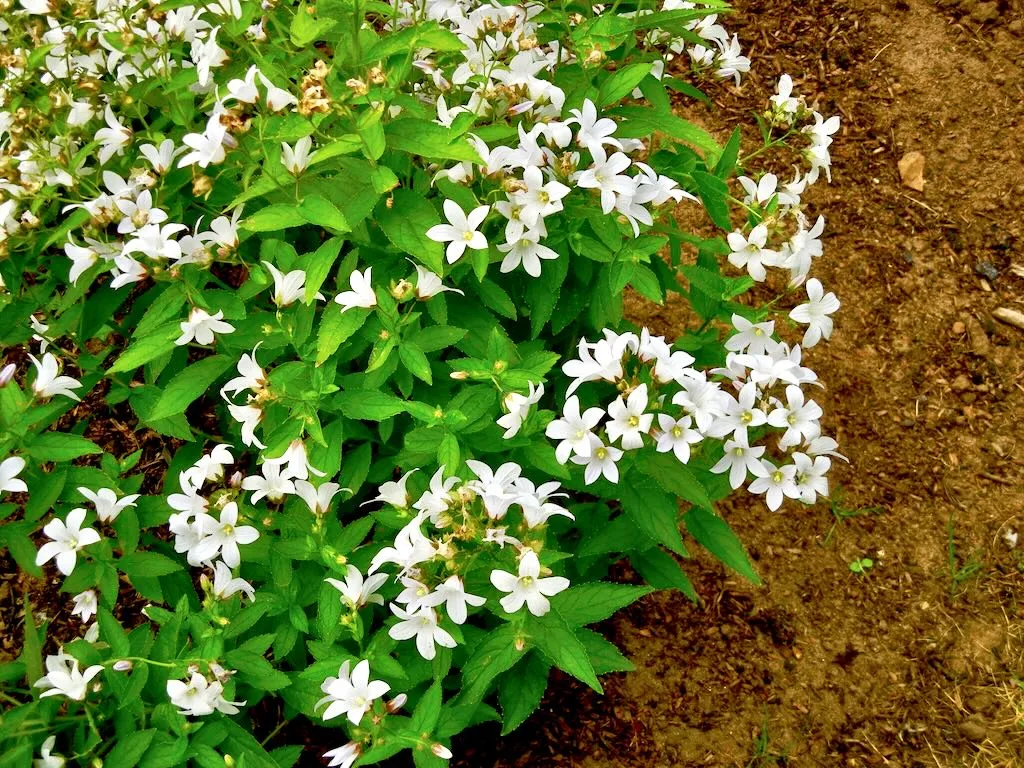 Campanula lactiflora Assendon Pearl-1 - Online Flower Garden Campanula lactiflora'Assendon Pearl'