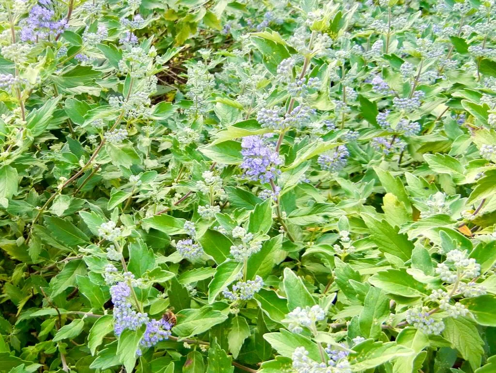 Caryopteris clandonensis'Kew Blue'
