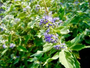 Caryopteris clandonensis 'Kew Blue'