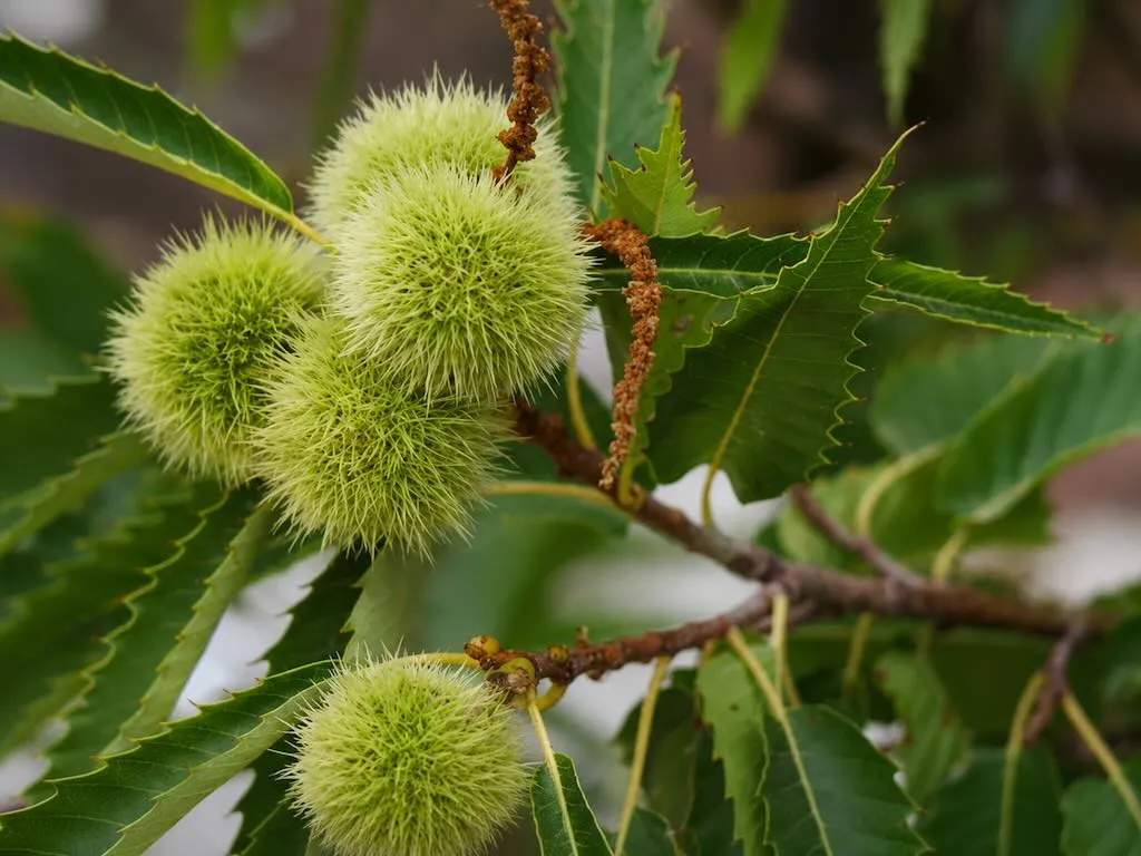 Castanea sativa or Sweet Chestnut