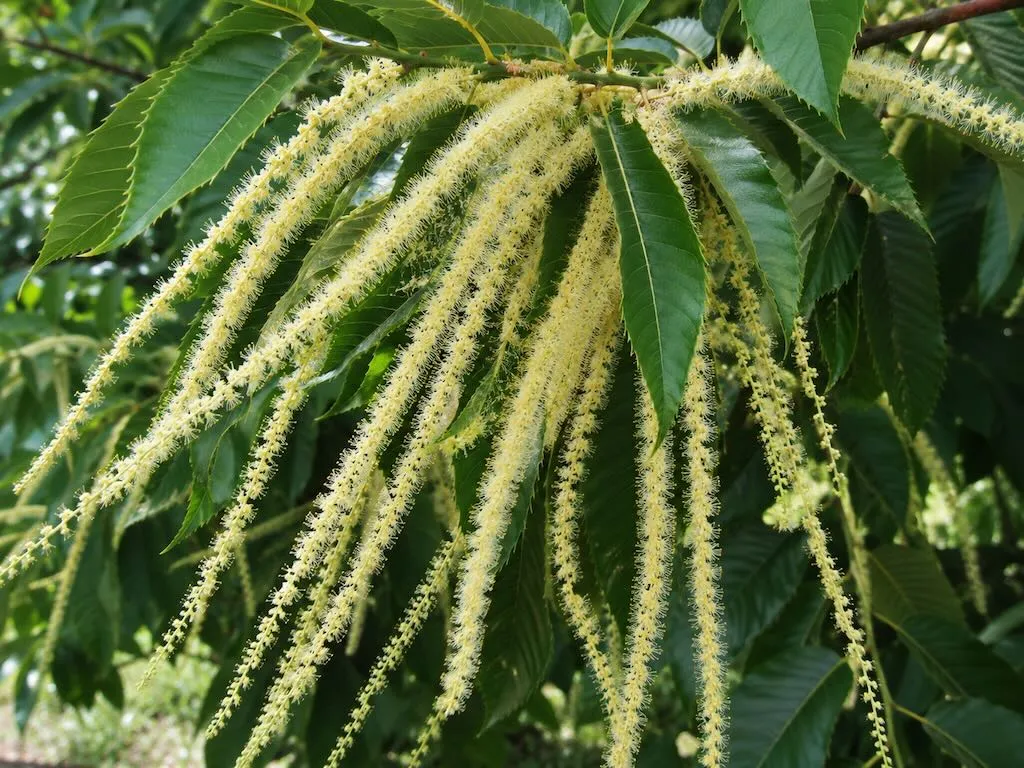 Castanea sativa or Sweet Chestnut