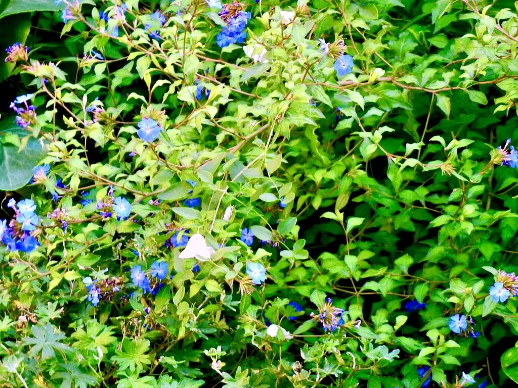 Ceratostigma willmottianum-1 - Online Flower Garden Ceratostigma willmottianum