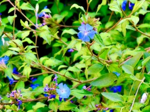 Ceratostigma willmottianum