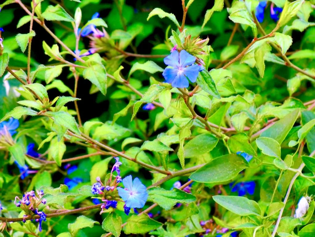 Ceratostigma willmottianum - Online Flower Garden Ceratostigma willmottianum