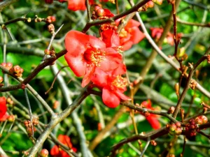 Chaenomeles superba 'Crimson and Gold'