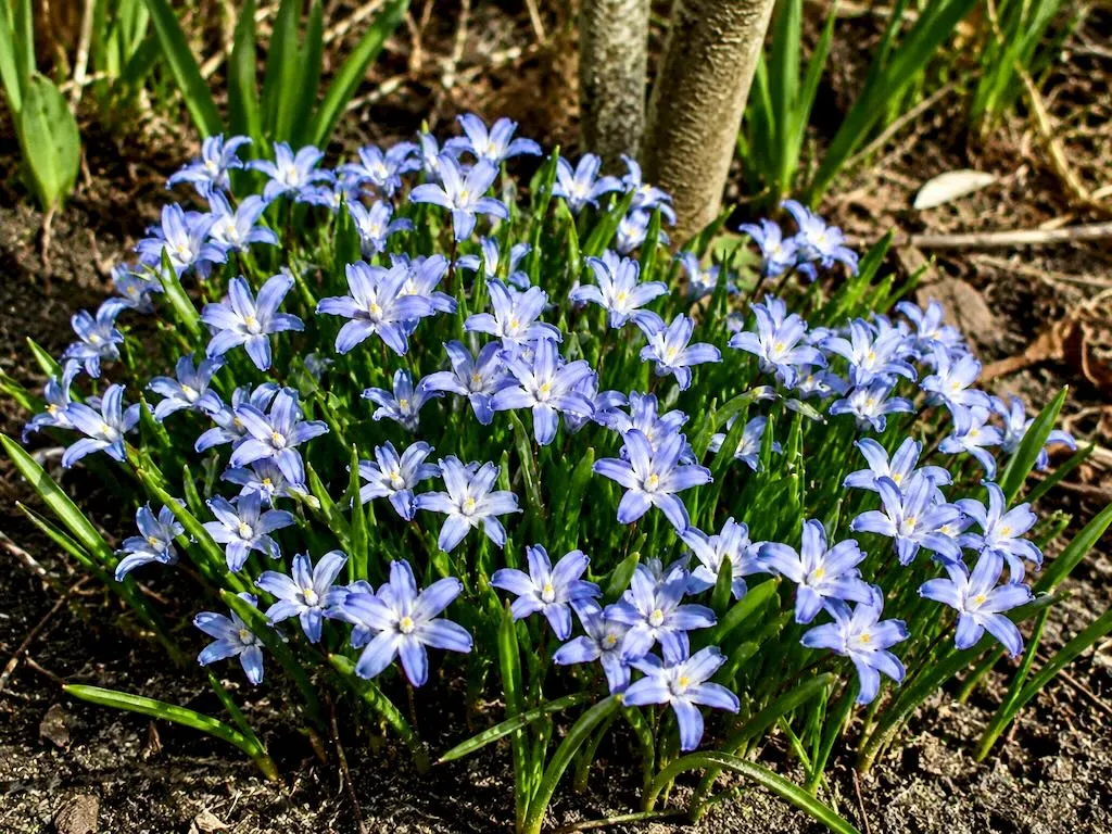 Chionodoxa luciliae-2 - Online Flower Garden Chionodoxa luciliae