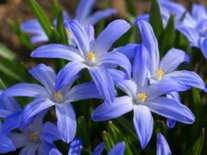 Chionodoxa luciliae