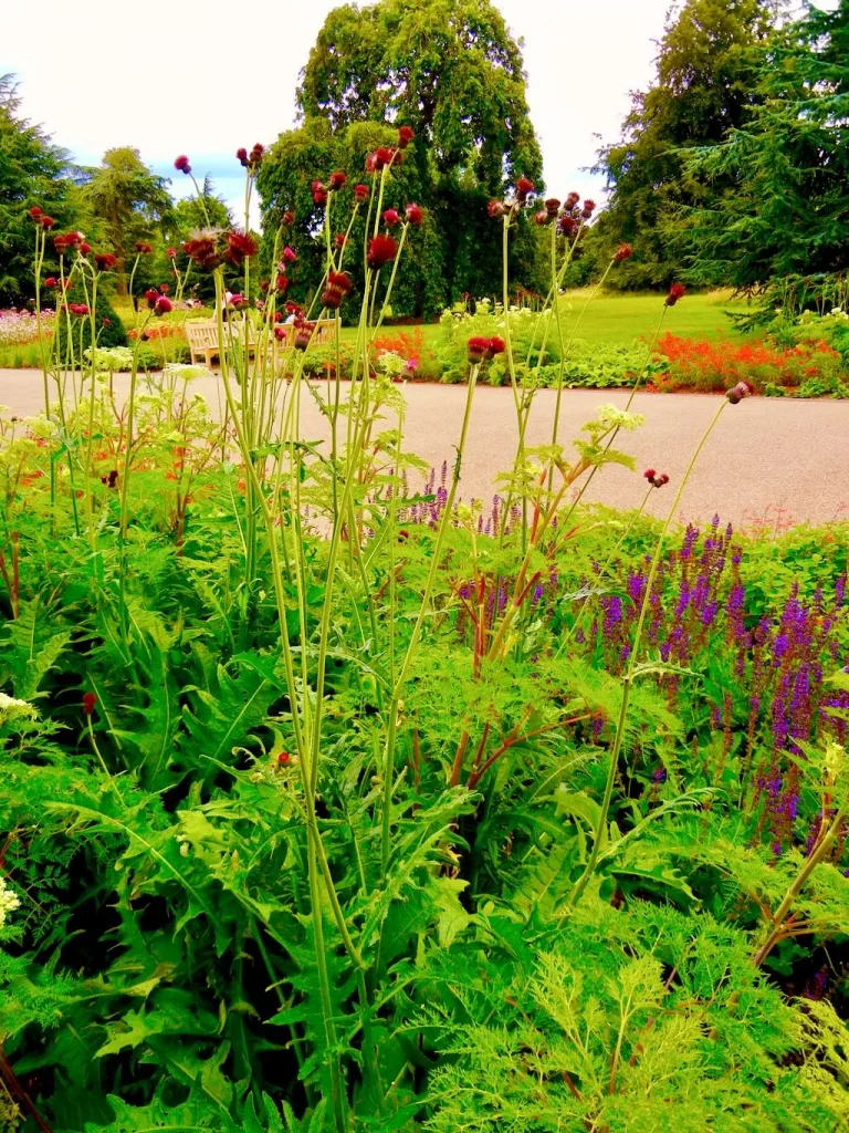 Cirsium rivulare Atropurpureum-1 - Online Flower Garden Cirsium rivulare'Atropurpureum'