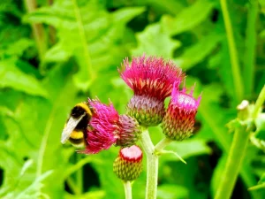 Cirsium rivulare 'Atropurpureum'