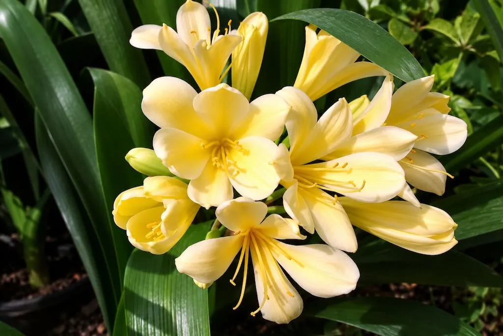 Clivia miniata Belgian Hybrid Yellow-2 - Online Flower Garden Clivia miniata'Belgian Hybrid Yellow'