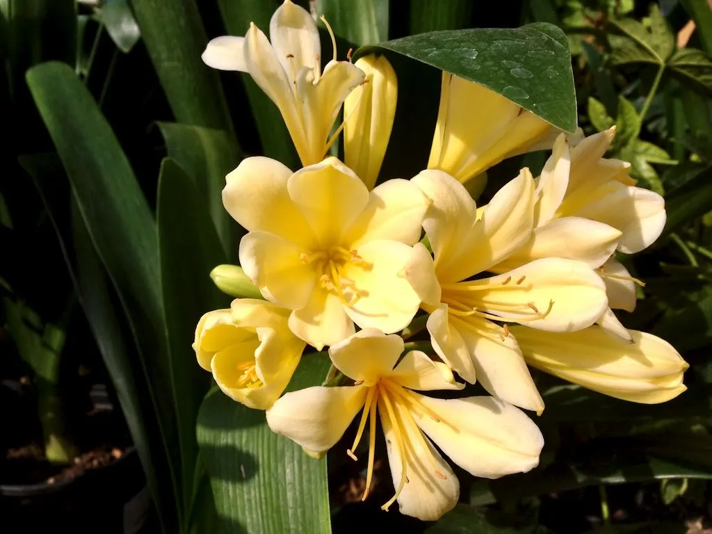 Clivia miniata Belgian Hybrid Yellow - Online Flower Garden Clivia miniata 'Belgian Hybrid Yellow'