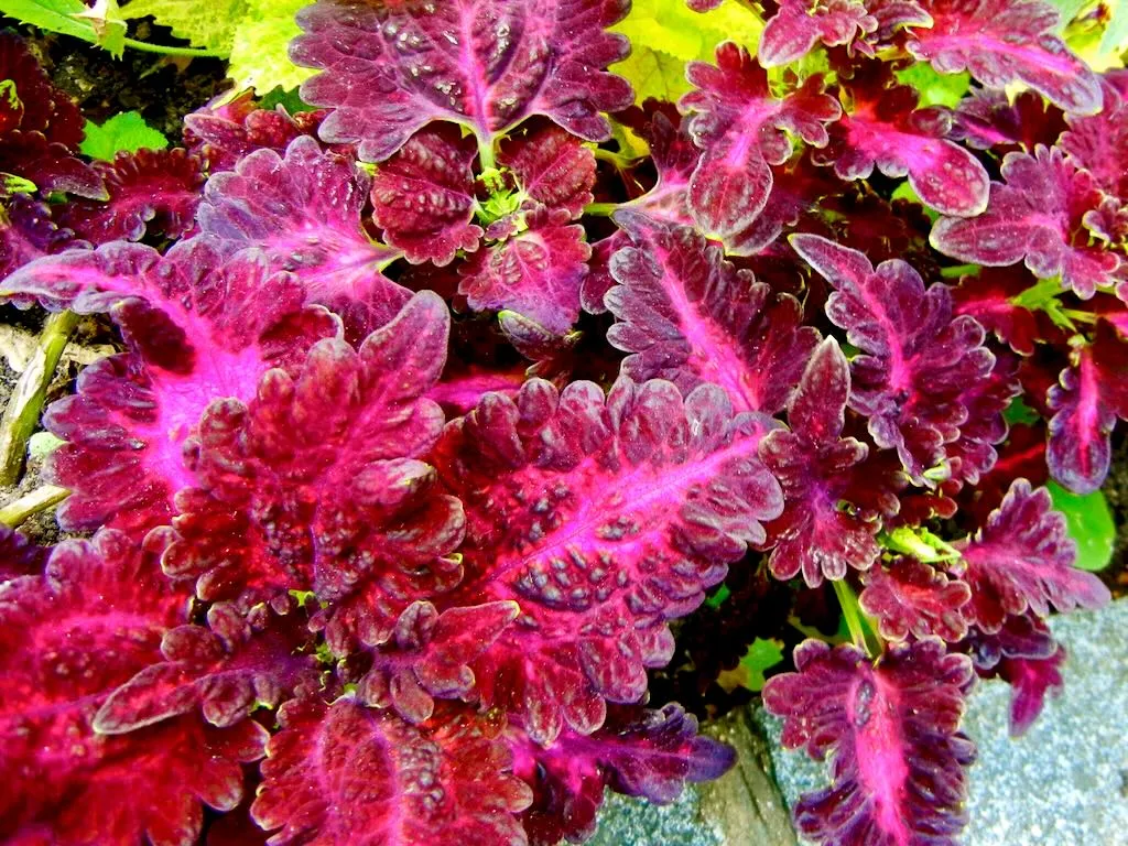 Coleus at St Lawrence Jewry Garden