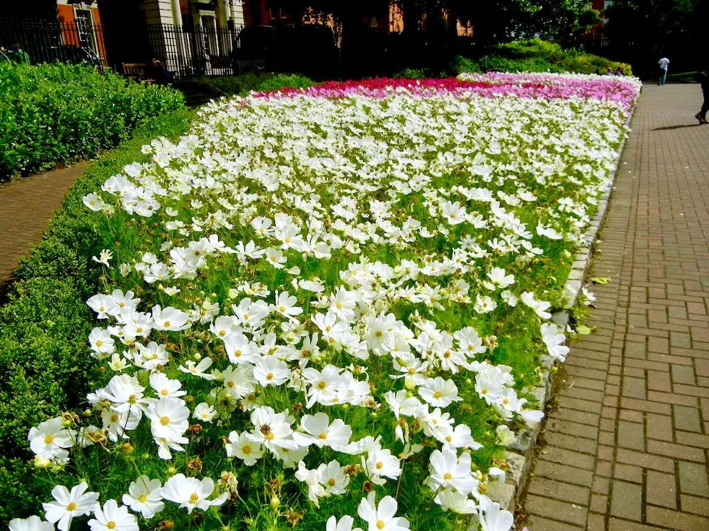 Cosmos St Patrick-1 - Online Flower Garden Cosmos Border St. Patrick's Cathedral