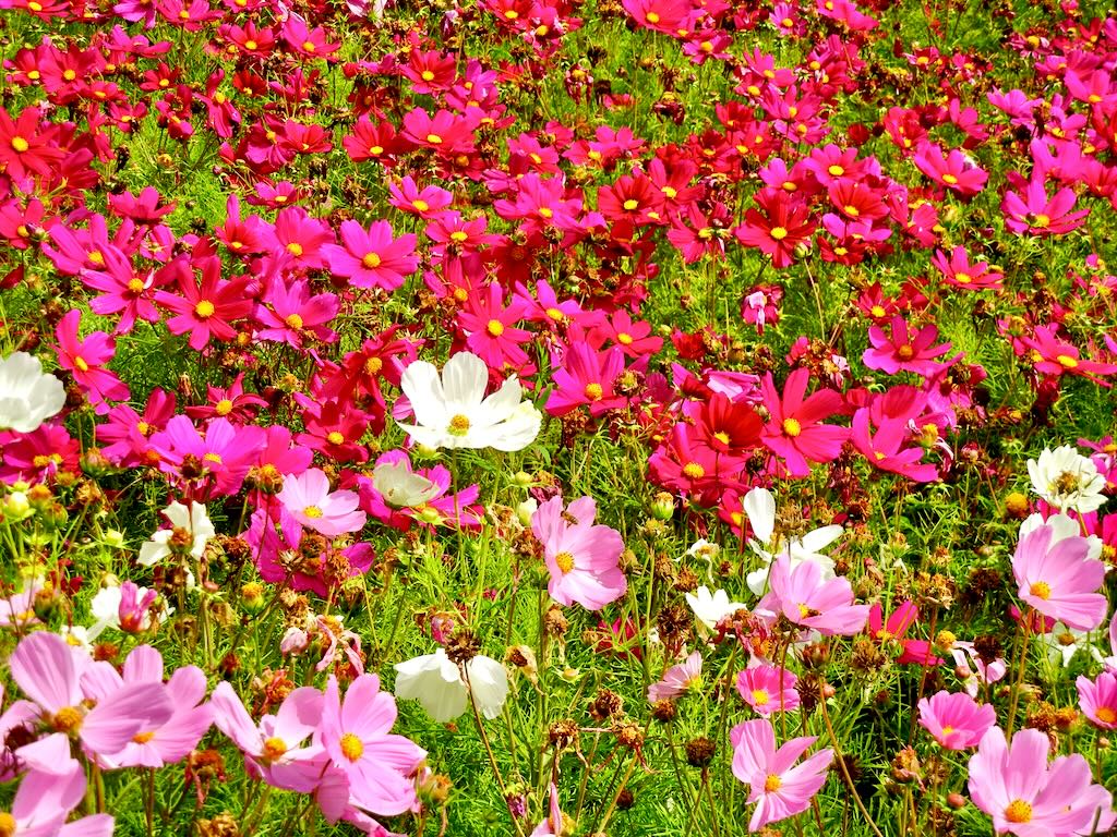 Cosmos St Patrick Dublin - Online Flower Garden