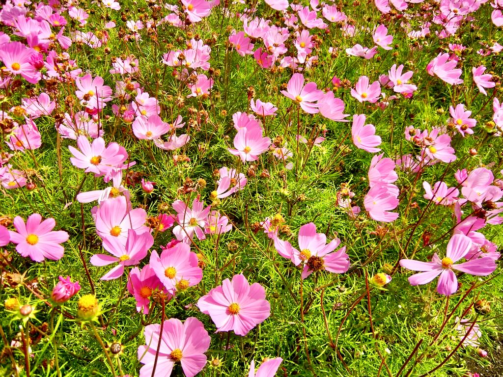 Cosmos St Patrick Park - Online Flower Garden Pink Cosmos at St. Patrick Cathedral Park