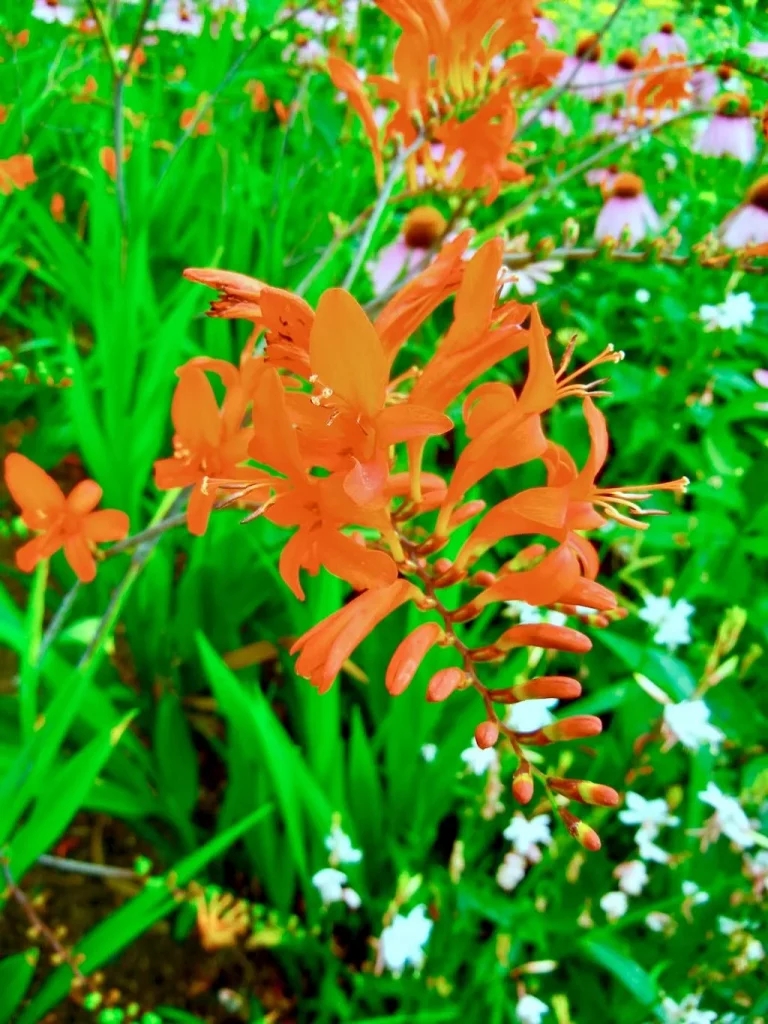 Crocosmia'Lucifer'