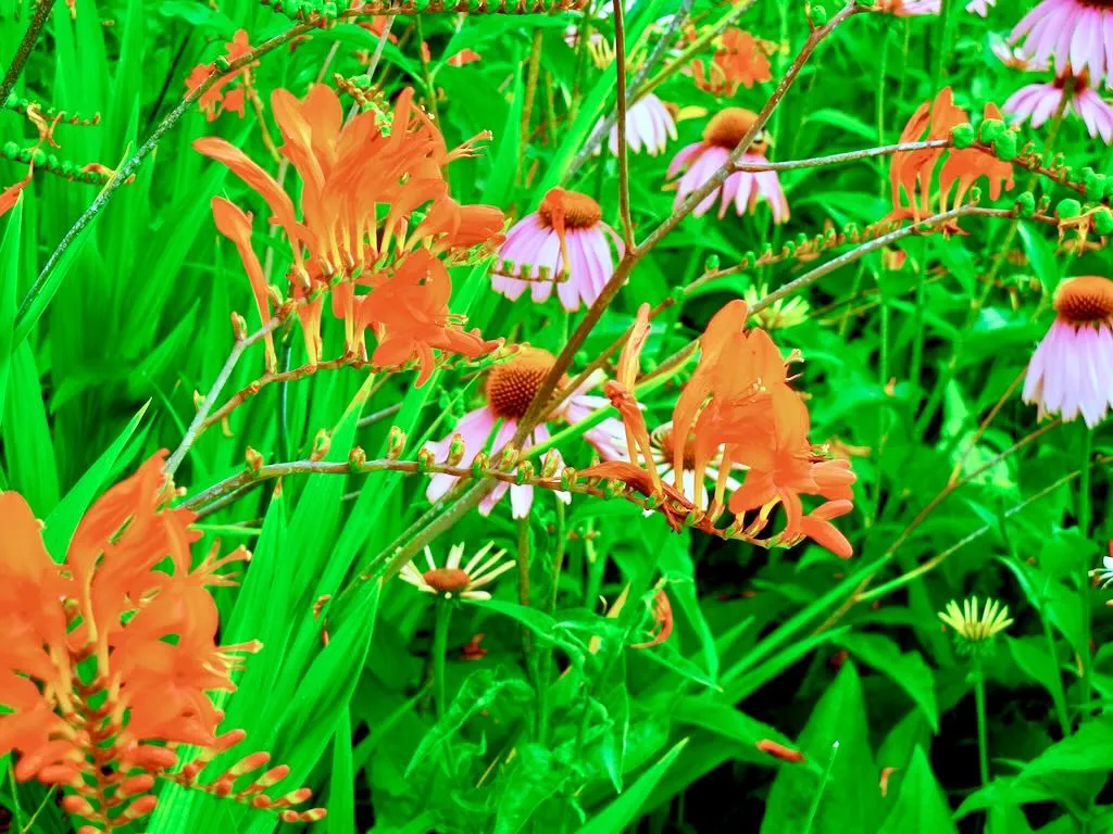 Crocosmia 'Lucifer'