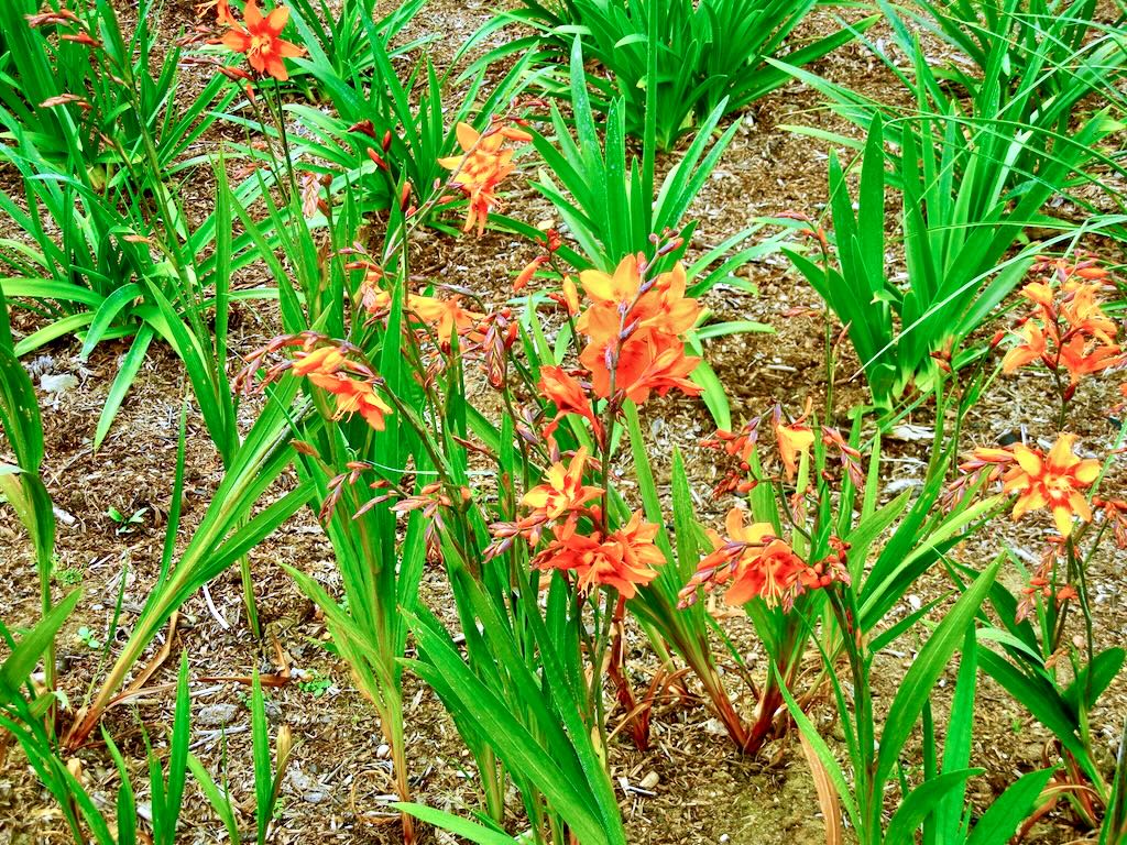Crocosmia x crocosmiiflora'Emily McKenzie'