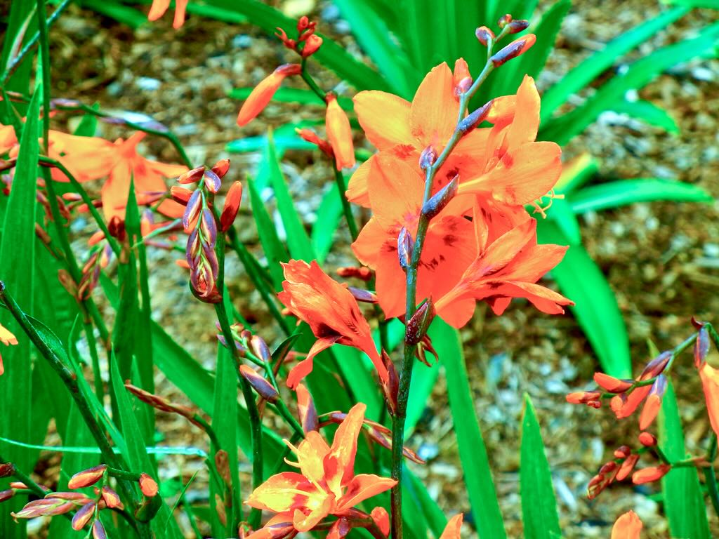 Crocosmia x crocosmiiflora 'Emily McKenzie'
