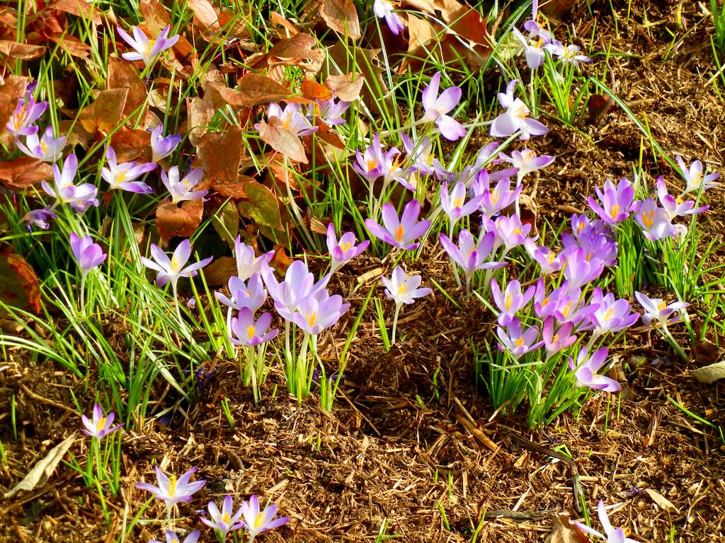 Crocus tommasinianus-1 - Online Flower Garden Crocus tommasinianus