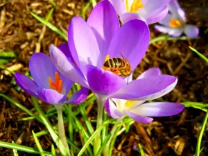 Crocus tommasinianus
