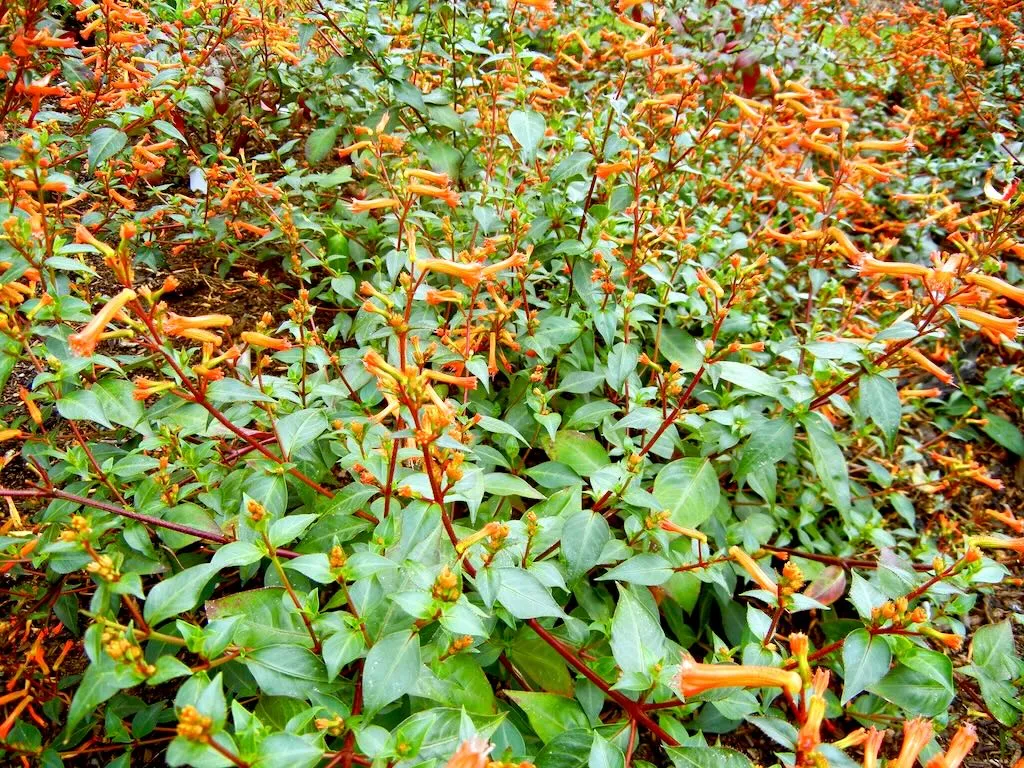 Cuphea caeciliae Cigar Plant-1 - Online Flower Garden Cuphea caeciliae or Cigar Plant