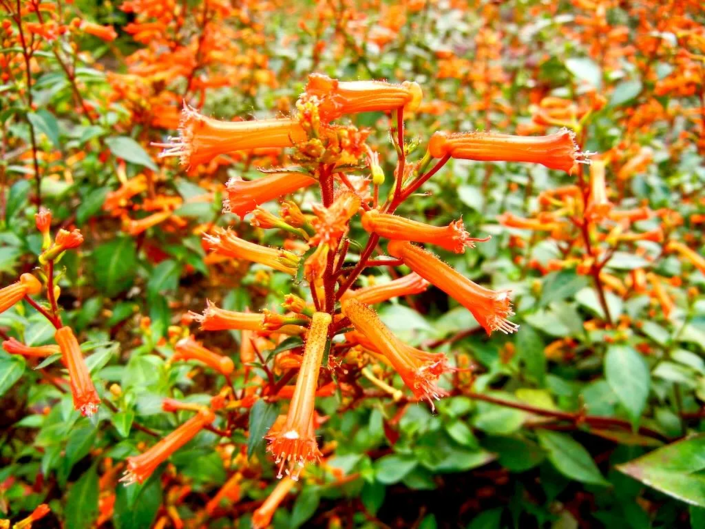 Cuphea caeciliae Cigar Plant - Online Flower Garden Lythraceae Cuphea caeciliae or Cigar Plant