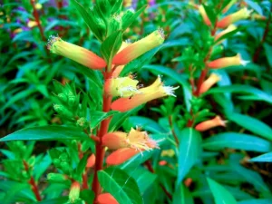 Cuphea melvilla 'Candy Corn'