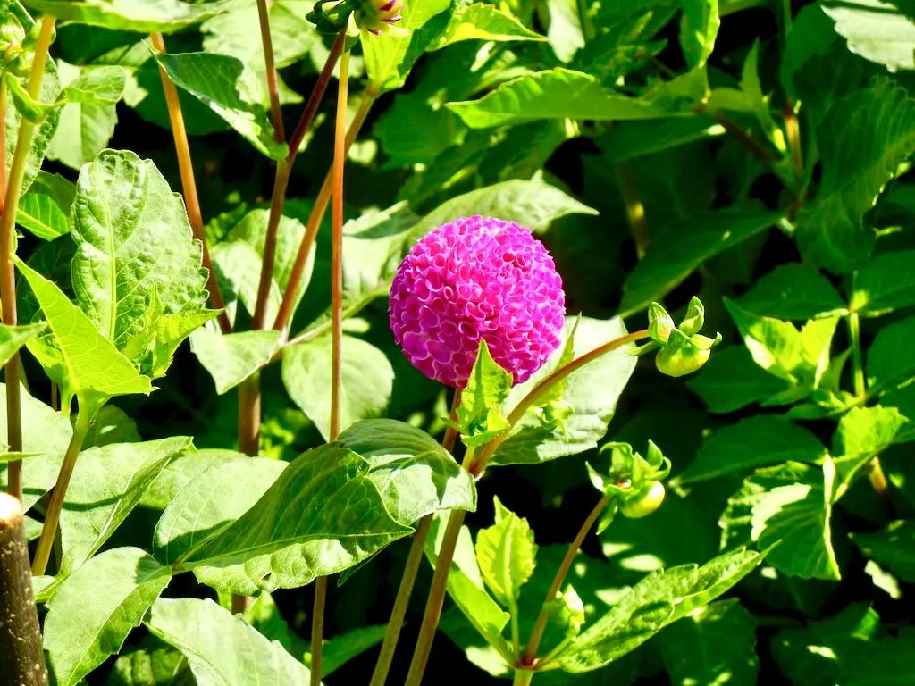 Dahlia Powerscourt Gardens-2 - Online Flower Garden Dahlia Powerscourt Gardens